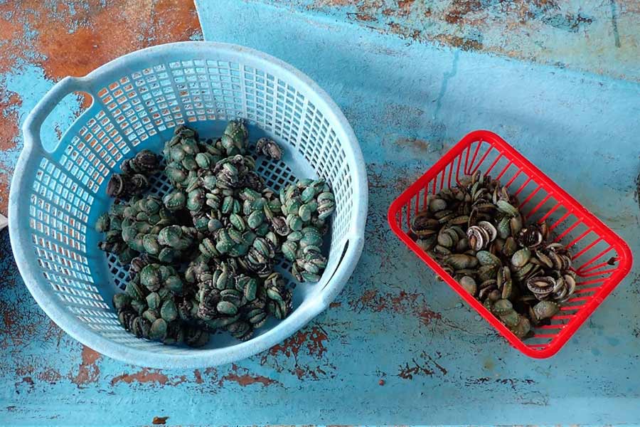 あわび放流活動