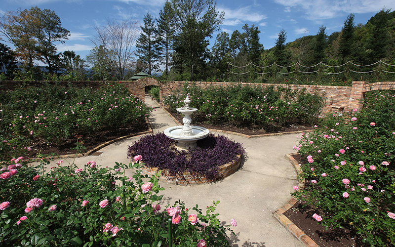 レッドヒル ヒーサーの森