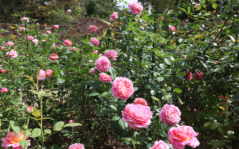 レッドヒル ヒーサーの森