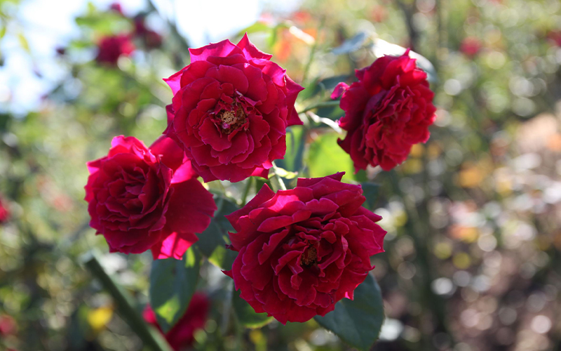 レッドヒル ヒーサーの森