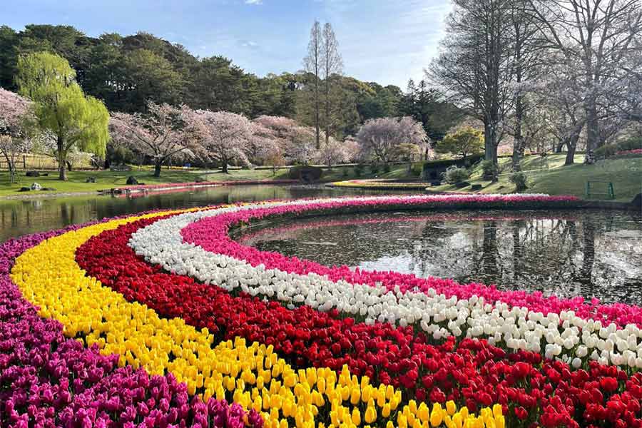 桜と虹のチューリップ