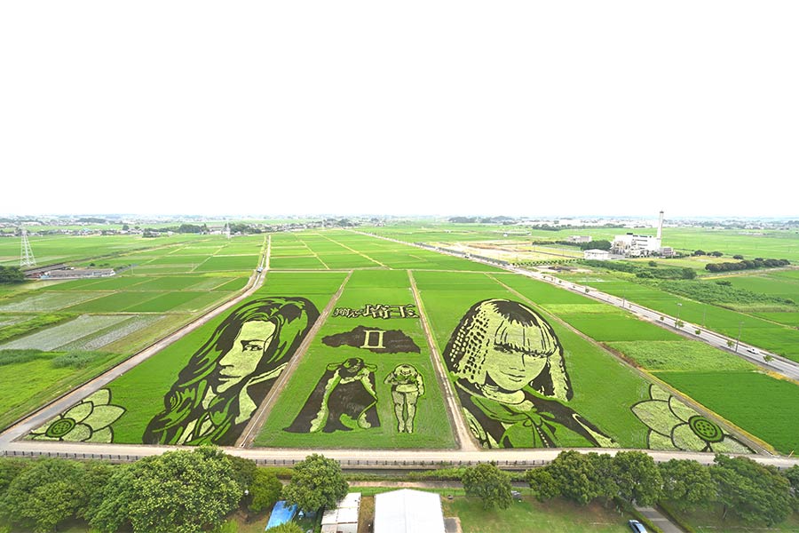田んぼアート