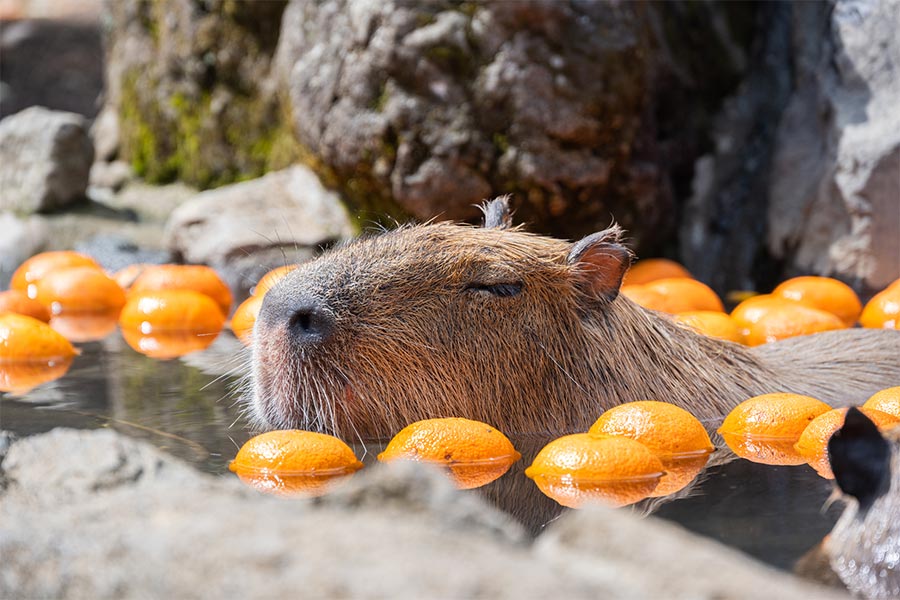 シャボテン公園