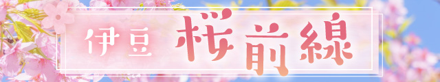 伊豆桜前線