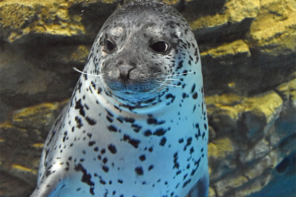 青森県営　浅虫水族館