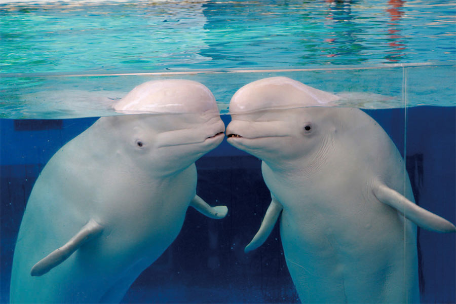 八景島シーパラダイス