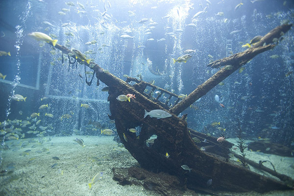 箱根園水族館