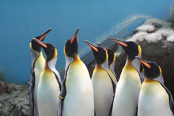 箱根園水族館