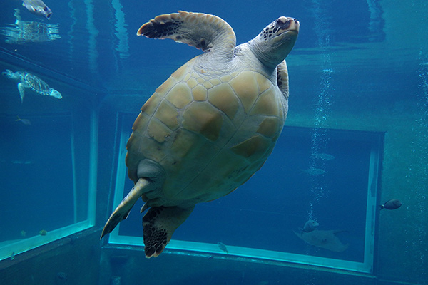 箱根園水族館