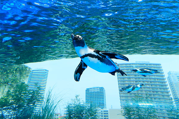 池袋サンシャイン水族館