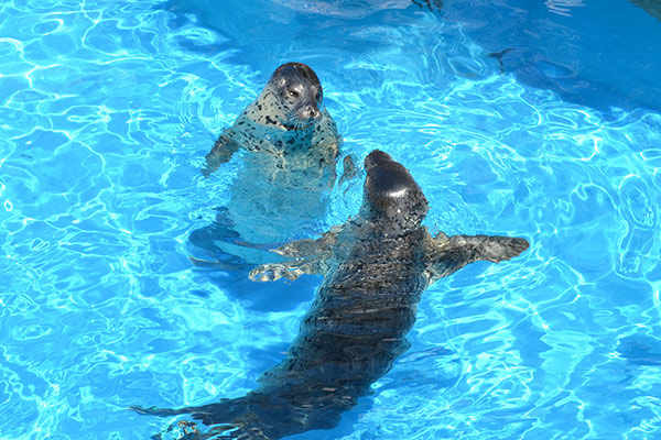新潟市水族館マリンピア日本海