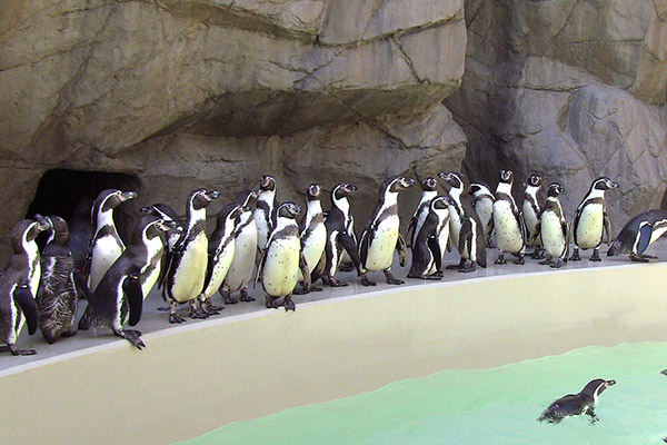 新潟市水族館マリンピア日本海