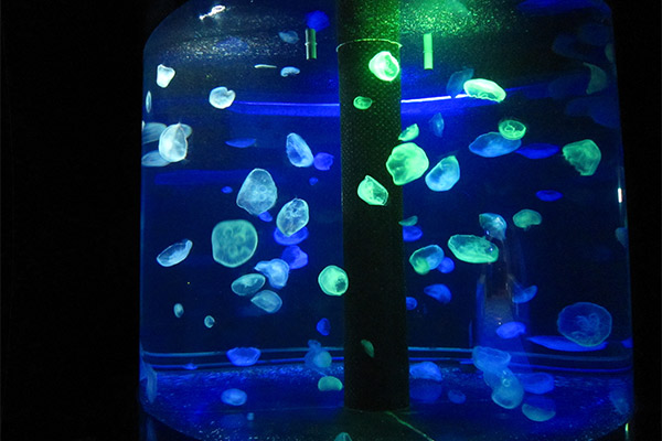 もぐらんぴあ水族館