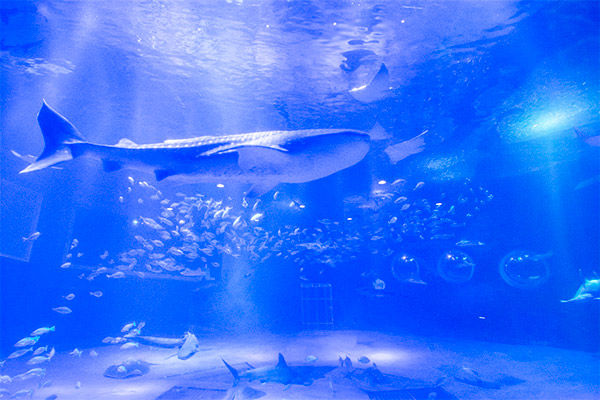 のとじま水族館