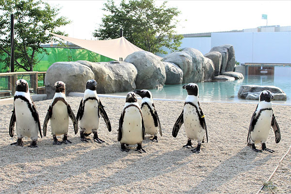 仙台うみの杜水族館