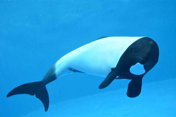 仙台うみの杜水族館