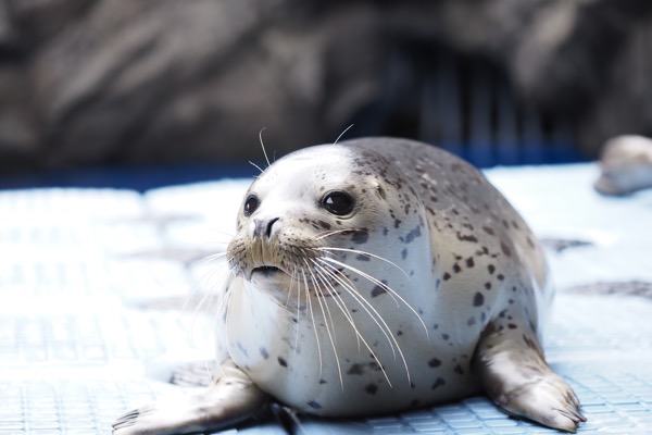 上越市立水族博物館 うみがたり