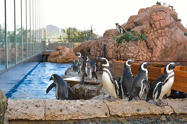 上越市立水族博物館 うみがたり