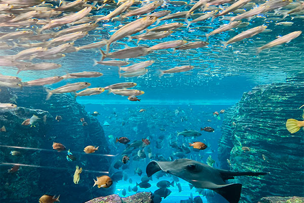 上越市立水族博物館 うみがたり