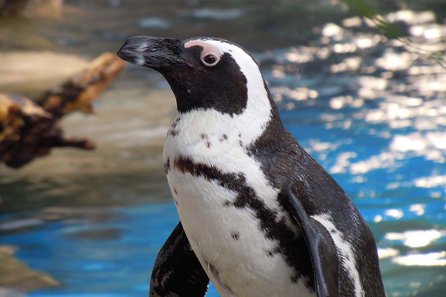京都水族館