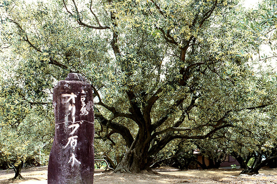 小豆島オリーブ園