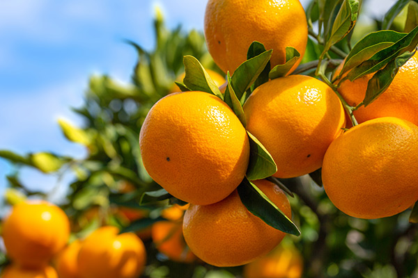 小温州みかん狩り