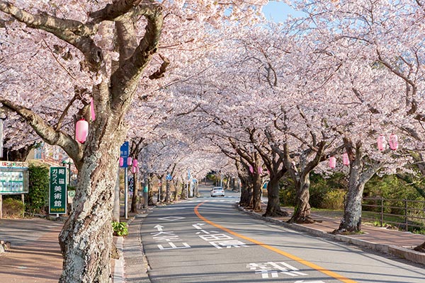 伊豆高原桜まつり