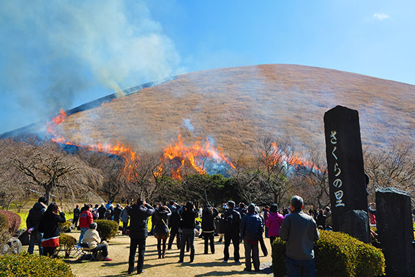 大室山　山焼き