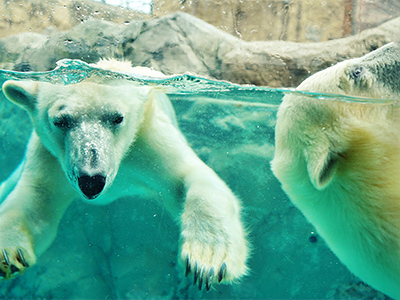 旭山動物園