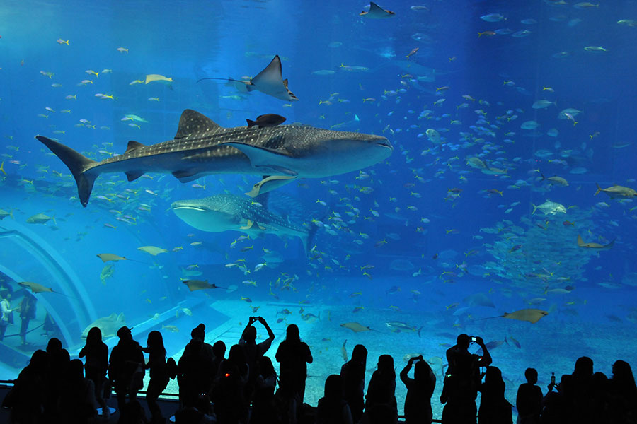 美ら海水族館