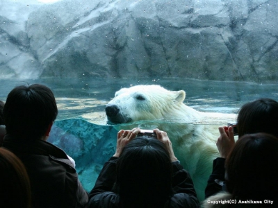 旭山動物園よくばりチケット付プラン