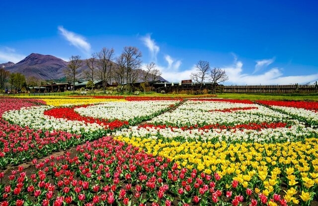 桜も春の花も咲き誇る！春の九州で訪れたい10の観光スポット