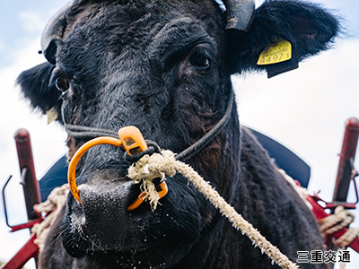 牛の顔のアップ写真