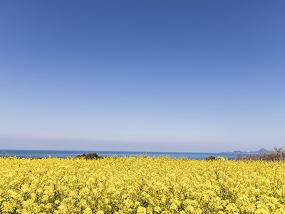 鹿児島県旅行完全ガイド！