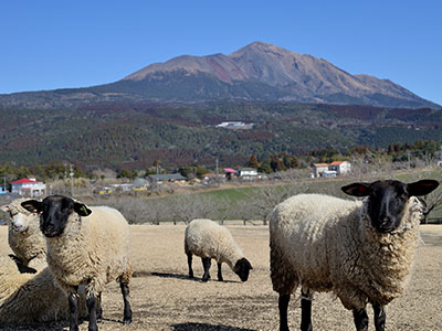 高千穂牧場の羊の写真