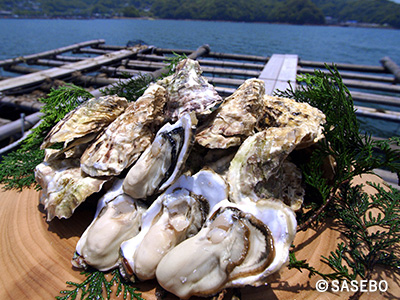 九十九島かきの写真