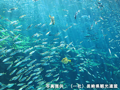 水族館の中で優雅に泳ぐたくさんの魚の群れの写真