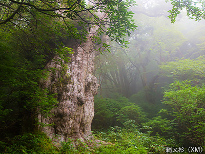 縄文杉