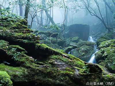 白谷雲水峡