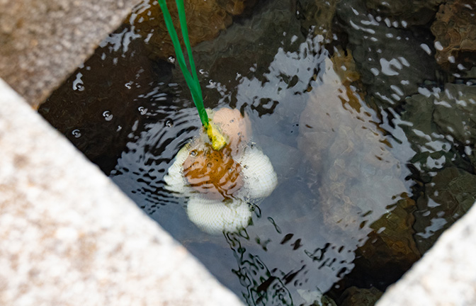 荒湯湯がき体験