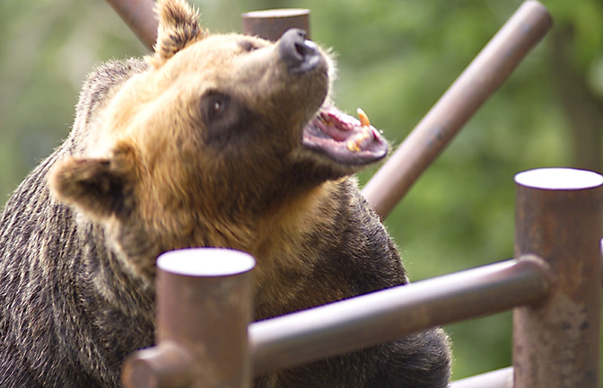 のぼりべつクマ牧場