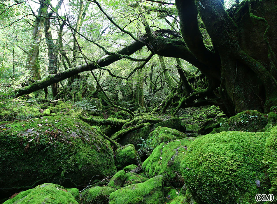 苔むすの森（もののけ姫の森）