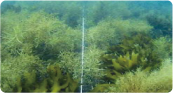 人工リーフ上の海藻類繁茂状況