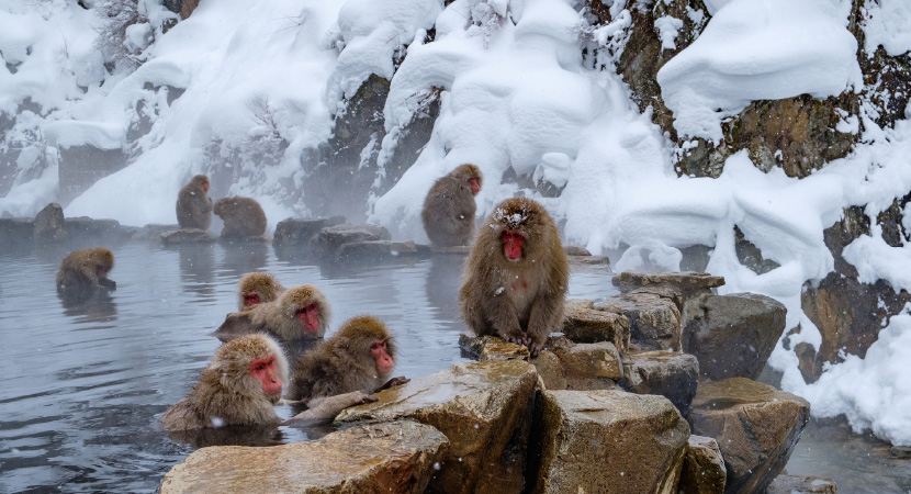 地獄谷野猿公苑