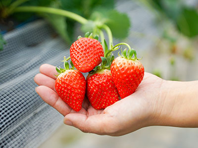 冬の味覚イチゴ