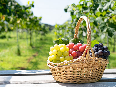 秋の味覚ぶどう