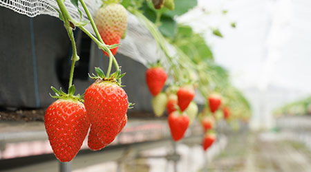 京丹後のフルーツ狩り