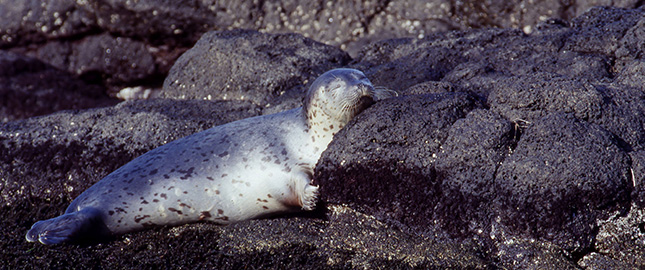 野生のアザラシウォッチング