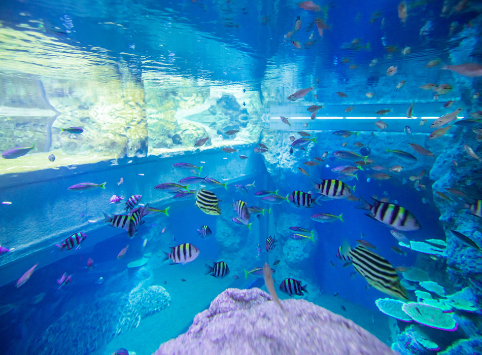 高知県立足摺海洋館 SATOUMI