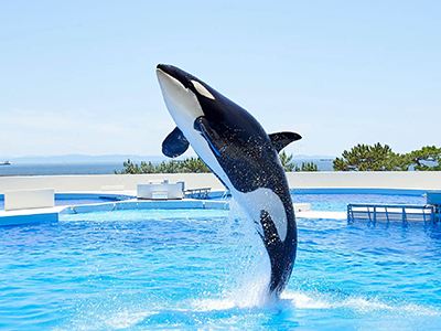 旅パック　イチ押し！神戸　２日間　◆神戸須磨シーワールド　入館チケット(オリジナルポンチョ付き)◆